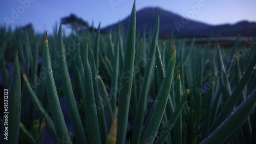 Sliding shot of dewy Scallion plant on the vegetable plantation on the slope of moutain. Seen Mount Sumbing on the background in the morning. Kaliangkrik, Slope of Mount Sumbing, Indonesia photo