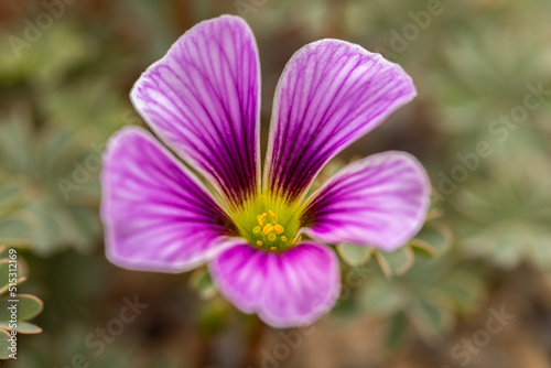 Oxalis enneaphylla, deep pink veined flowers at RHS Garden Harlow Carr, Harrogate, Yorkshire, UK