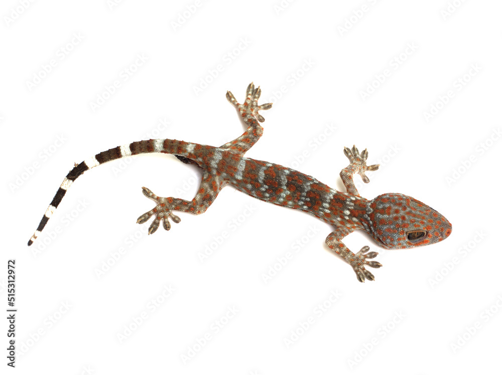 Naklejka premium dead gecko on white background