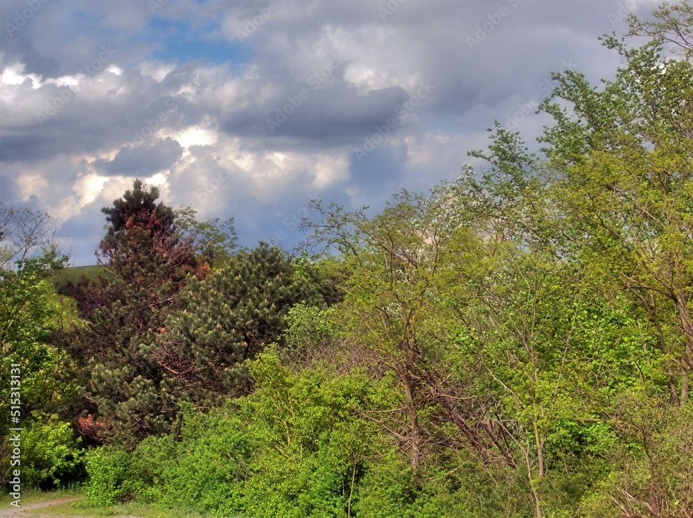 Deciduous trees, conifers and various bushes in spring on a slope of a hill, the clouds herald the approaching bad weather. An HDR image Deciduous trees, conifers and various bushes in spring on a slope of a hill, the clouds herald the approaching bad weather. An HDR image