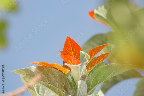 orange tree leaves photo