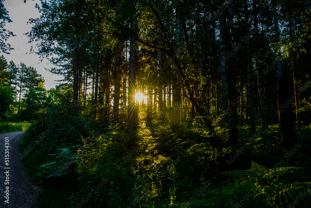 Fototapeta premium morning sun rays in the forest