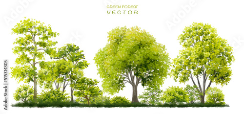 Vector watercolor of tree or forest side view isolated on white background for landscape  and architecture drawing  elements for environment and garden botanical for section 