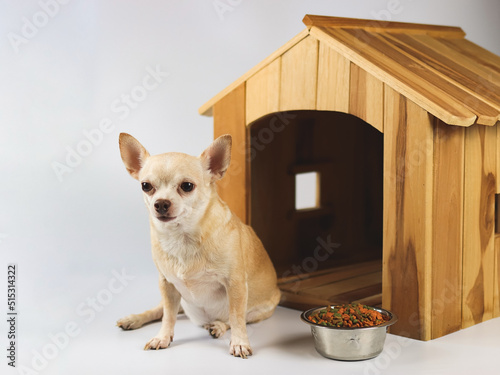 brown  short hair  Chihuahua dog sitting in  front of wooden dog house with food bowl, looking at camera, isolated on white background.