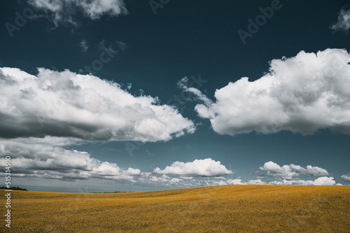 Landscape with blue sky and yellow field. Summer background in the village.