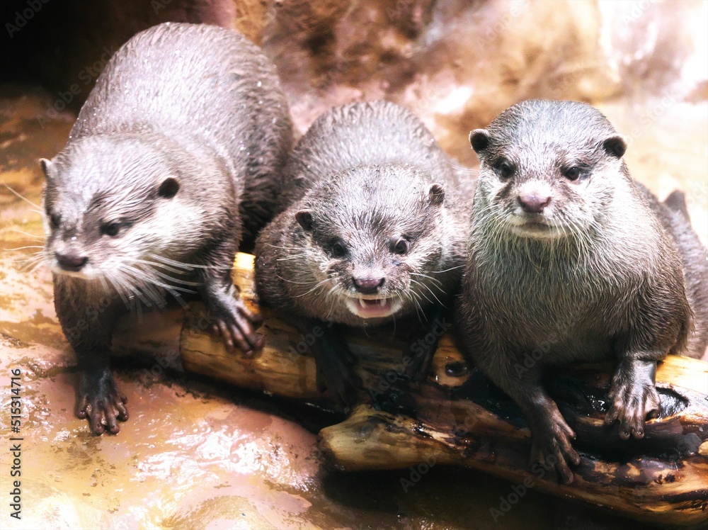 水族館で人気者のコスメカワウソ 水族館で人気者のコスメカワウソ