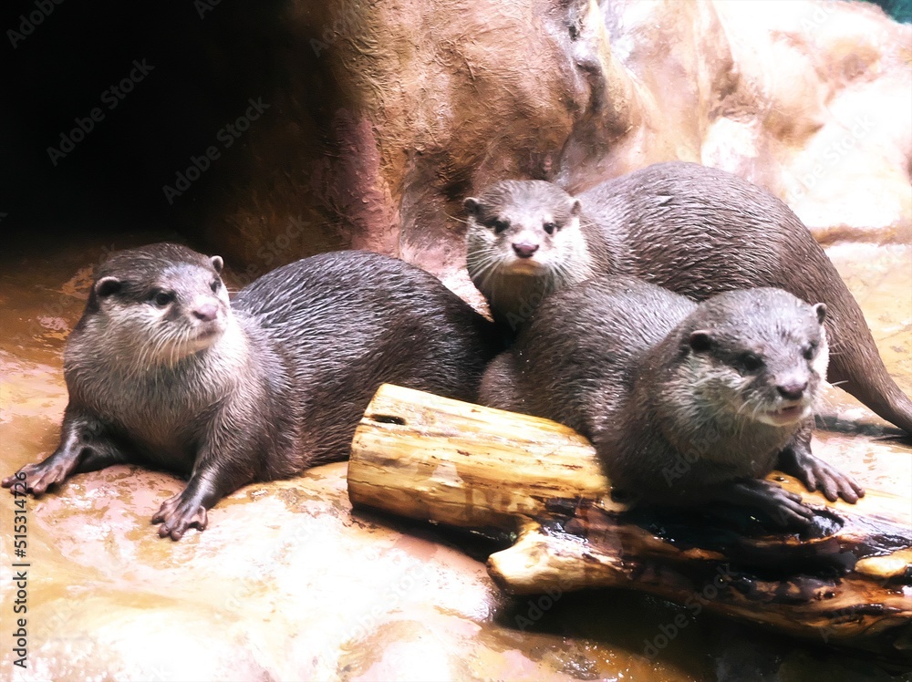 Obraz premium 水族館で人気者のコスメカワウソ