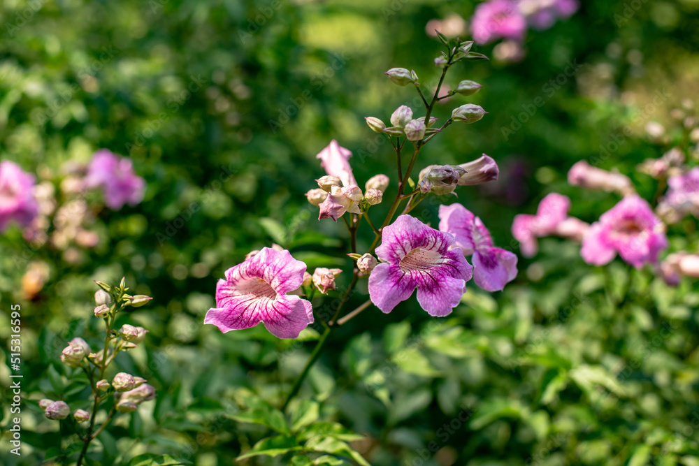 Close up photo of Pink Trumpet Vine flower in park and blurred background. Close up photo of Pink Trumpet Vine flower in park and blurred background.