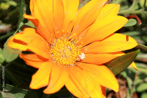 orange flower with dew drops
