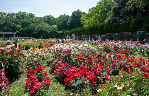 春のバラフェスタ　神代植物公園｜色とりどりの薔薇の花を楽しむことが出来ます

