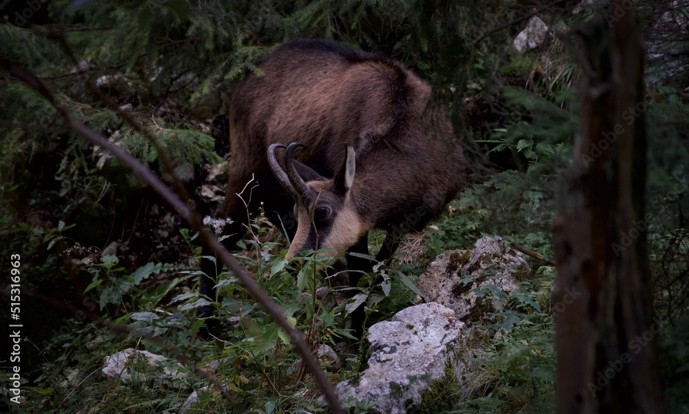 Black goat Black goat