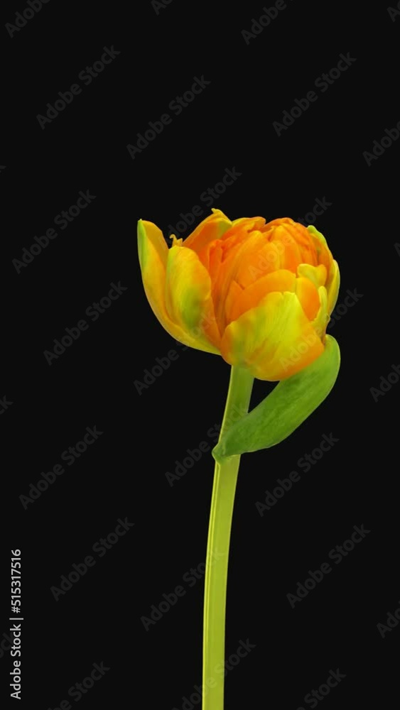 Time lapse of opening orange tulip with ALPHA transparency channel isolated on black background, vertical orientation Time lapse of opening orange tulip with ALPHA transparency channel isolated on black background, vertical orientation