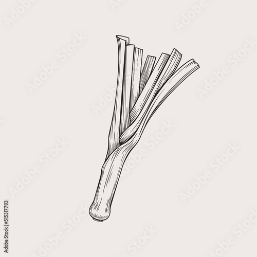 Leek hand drawing, vector illustration. Vegetable in graphic style. Isolated Broccoli. Vegetarian product. A product on the agricultural market.