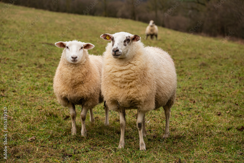 Two sheep on a green meadow, an ewe and her lamb, looking towards camera