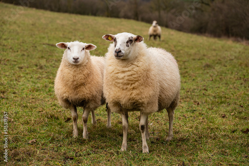 Two sheep on a green meadow, an ewe and her lamb, looking towards camera