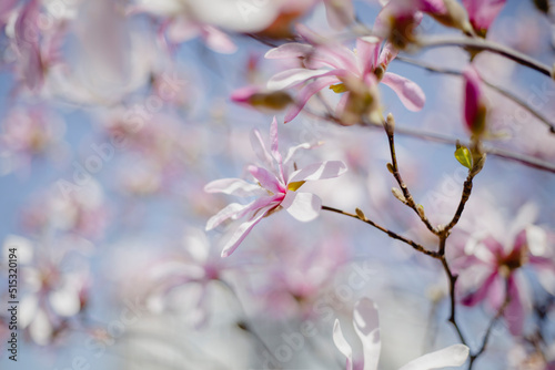 magnolia sakura flower spring blossom summer warm pink light photo nature eco macro © Maryna