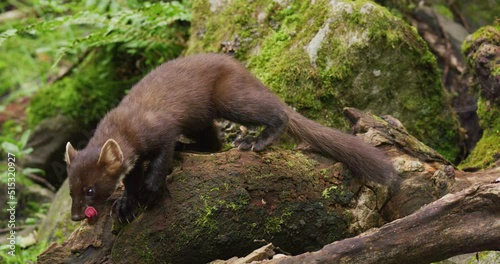 Wild european pine marten walking in virgin forest