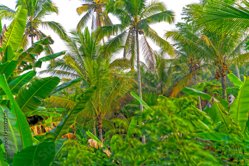 Natur auf Bali  Palmen im Regenwald.