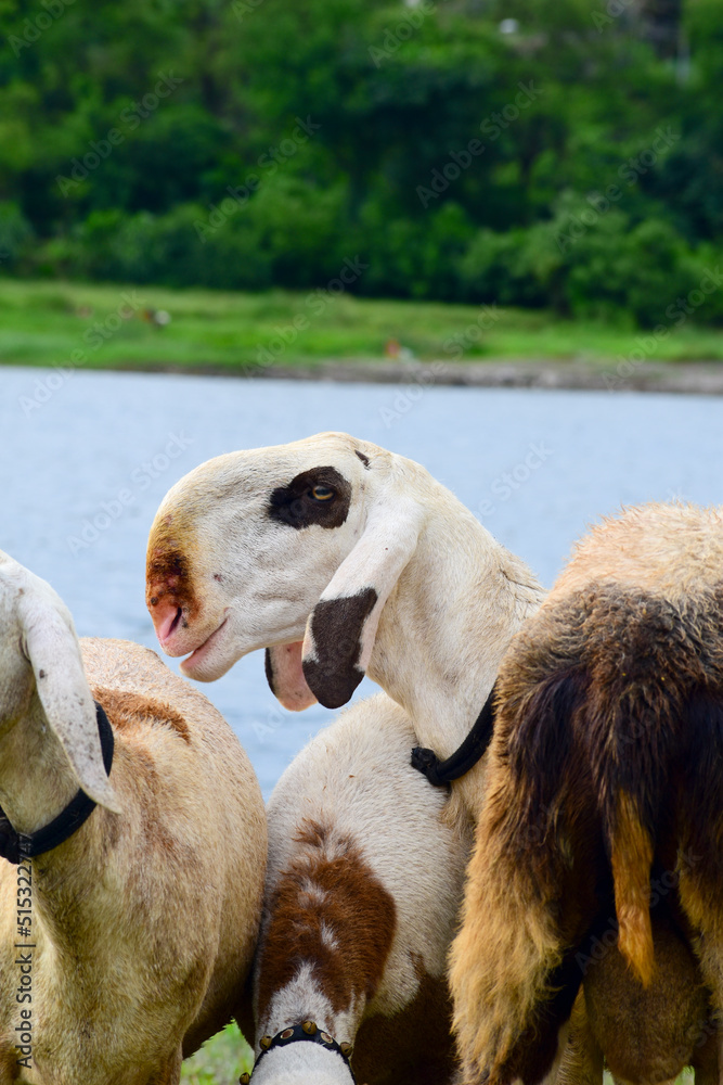 Fototapeta premium The beautiful sheep in the group, there are pet sheep
