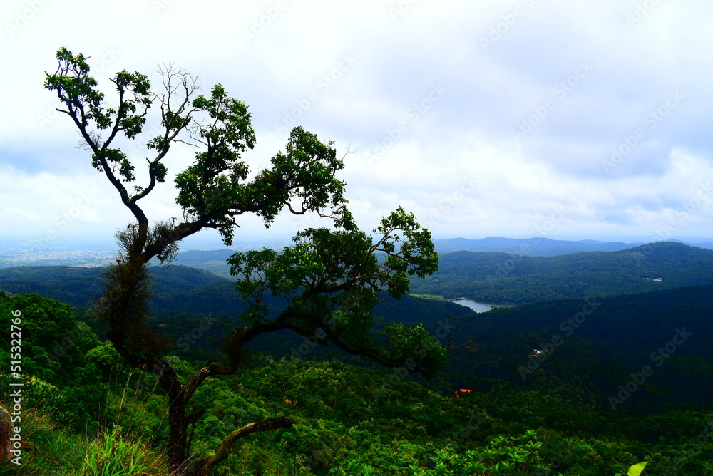 Obraz premium tree in the mountains