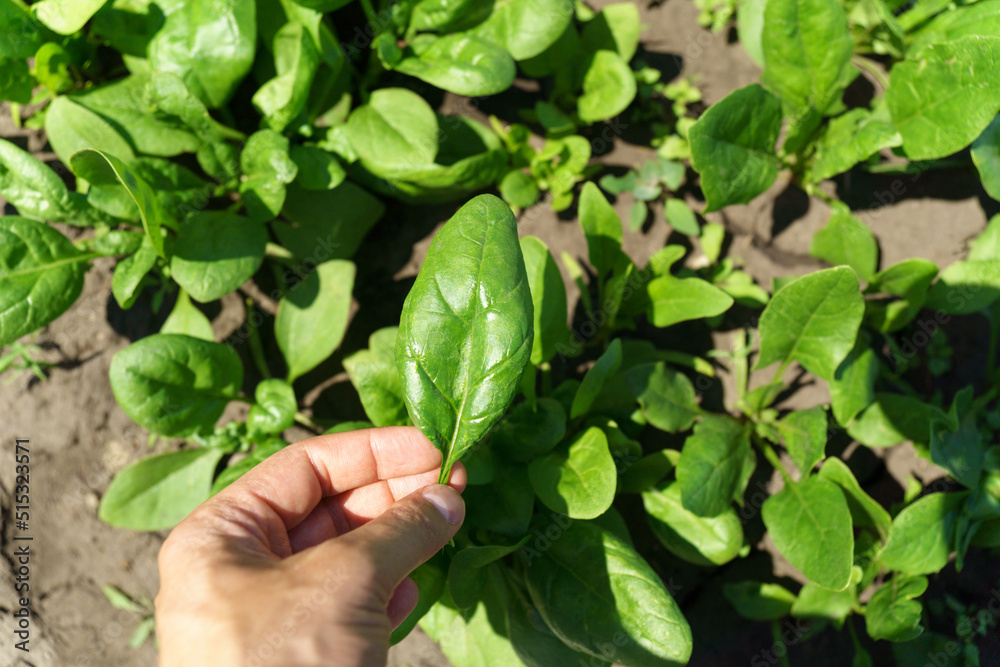 Rows of green spinach on a field. Young leaves leaf leaf green in rows, agriculture. Selective focus Rows of green spinach on a field. Young leaves leaf leaf green in rows, agriculture. Selective focus