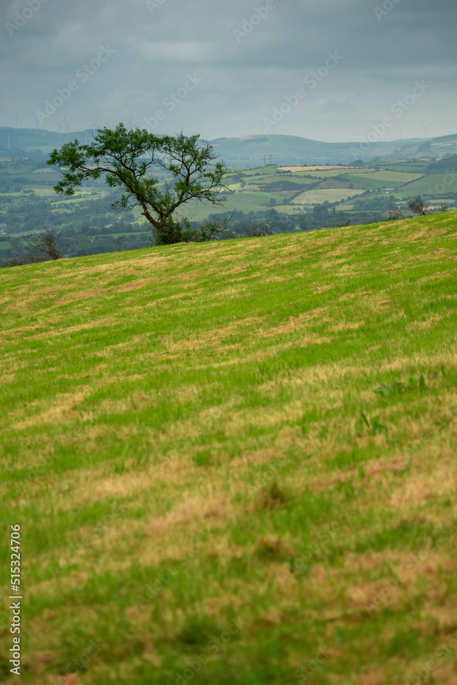 Small single tree in focus. Green pasture field out of focus in foreground. Blue cloudy sky and mountains in the background. Simple and calm nature scene.