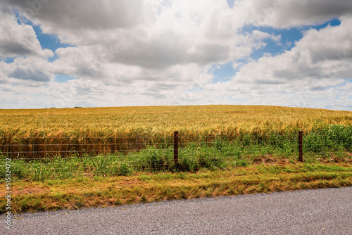 Large wheat field by a small country road and blue cloudy sky. Food supply chain business. Bread and pastry production. Rich golden color of the plant. Beautiful nature scene.