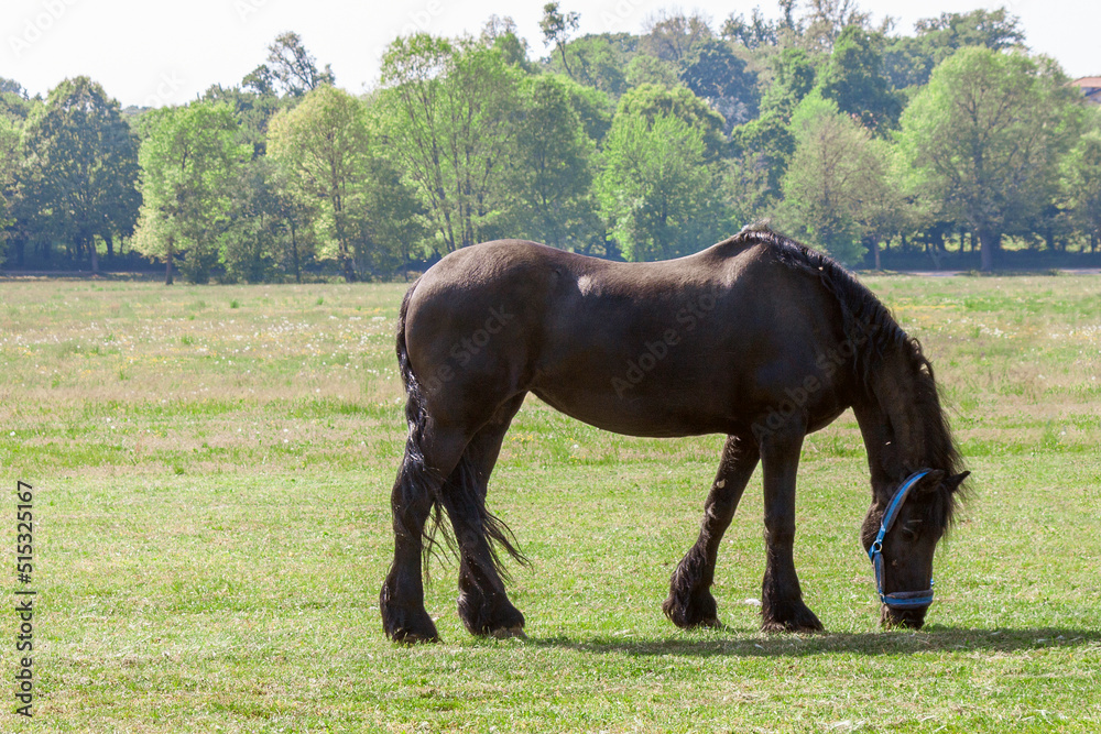 a beautiful black draft horse grazes in a field on a hot summer afternoon a beautiful black draft horse grazes in a field on a hot summer afternoon