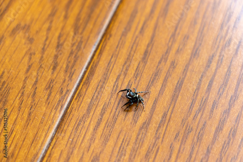 床の上を這う黒いクモ © 木村　亨
