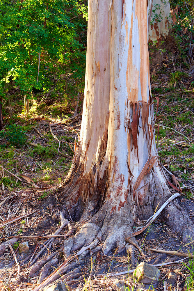 Landscape view of stripped bark off tree in forest during the day. Exploring the woods and mother nature on the weekend. Recreation hike and adventure in lush green foliage and remote wilderness area Landscape view of stripped bark off tree in forest during the day. Exploring the woods and mother nature on the weekend. Recreation hike and adventure in lush green foliage and remote wilderness area