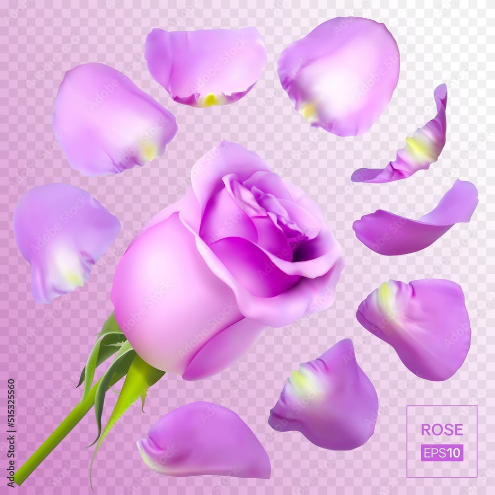 Fototapeta premium Realistic rose petals. Vector illustration with mesh gradients. EPS10.