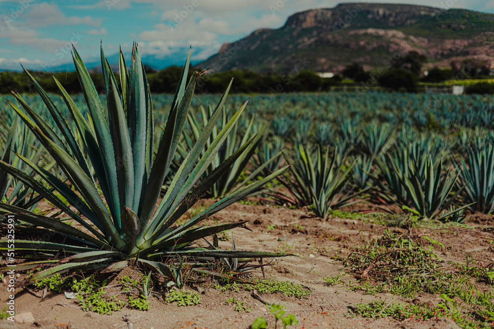 Campos de agave espadín oaxaqueño