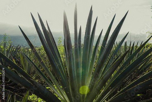 Canvas Print Campo de agave para destilar mezcal y tequila
