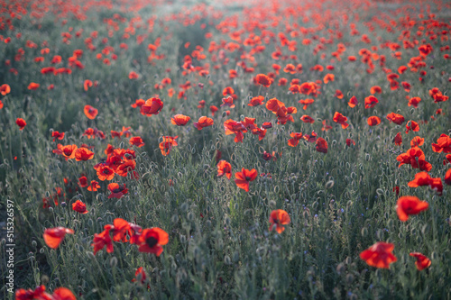 Red poppies close-up on an endless field with beautiful sunlight