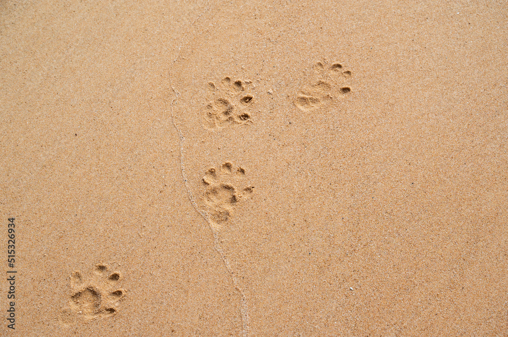 Animal footprints in sand on the beach Animal footprints in sand on the beach