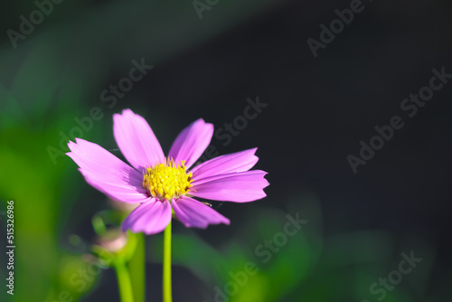 Purple pink cosmos bipinnatus flowers blooming in garden of park close up background