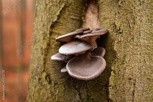Bunch of mushrooms, probably oyster mushrooms (Pleurotus ostreatus), growing on the trunk of a beech tree, Weser Uplands, Germany