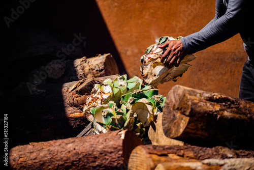 Cabezas de agave espadín para mezcal. 