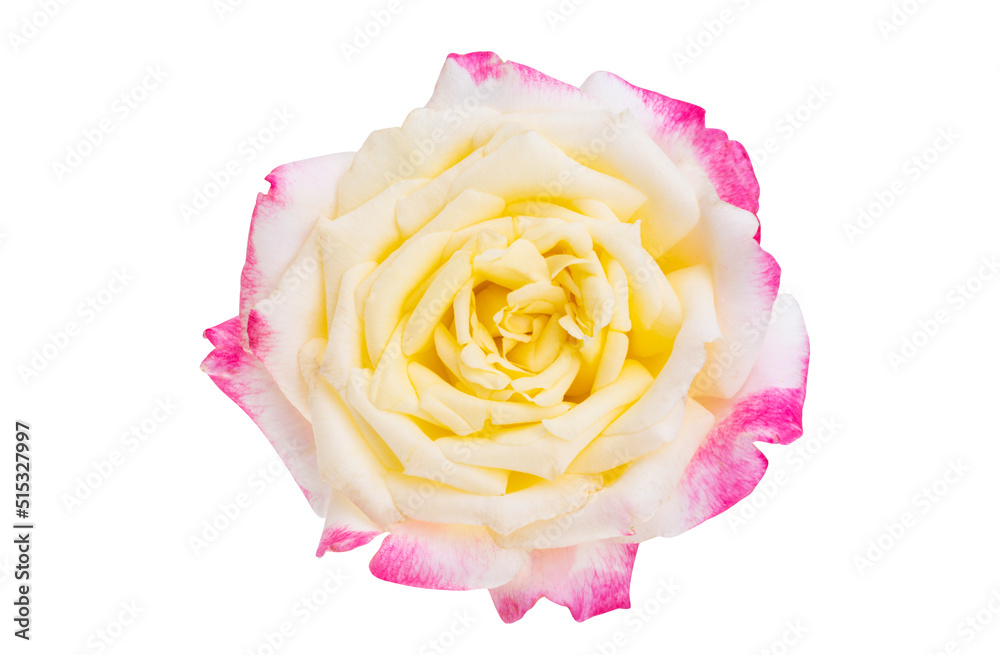 rose isolated rose isolated