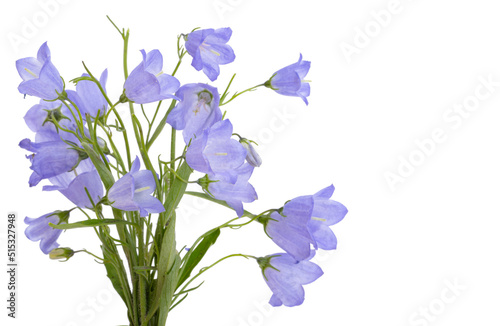 blue bells isolated