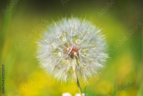 dandelion summer background close up