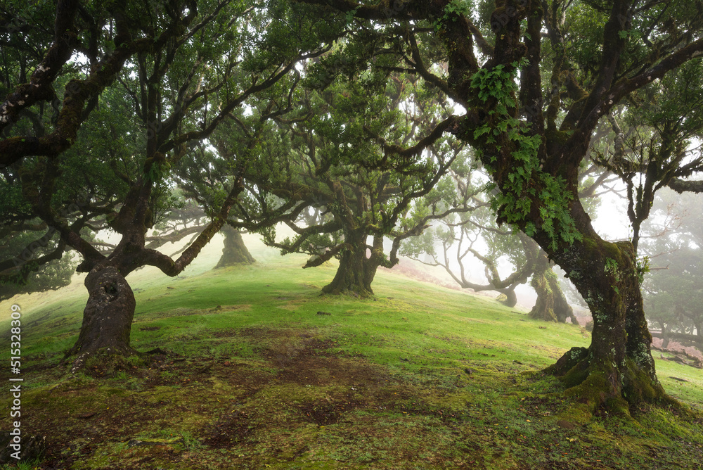 The magical fairy forest of Fanal, Madeira on a misty day, a tranquil landscape with beautiful ancient laurel trees, Laurissilva Nature Reserve, Madeira The magical fairy forest of Fanal, Madeira on a misty day, a tranquil landscape with beautiful ancient laurel trees, Laurissilva Nature Reserve, Madeira