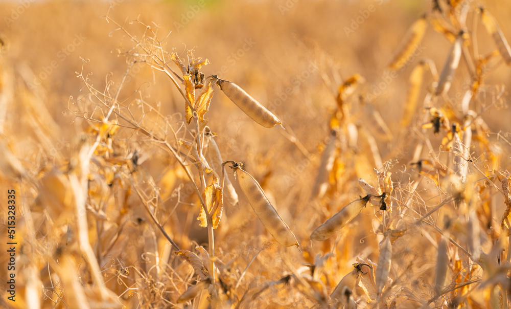 Fototapeta premium ripe dry peas on the field