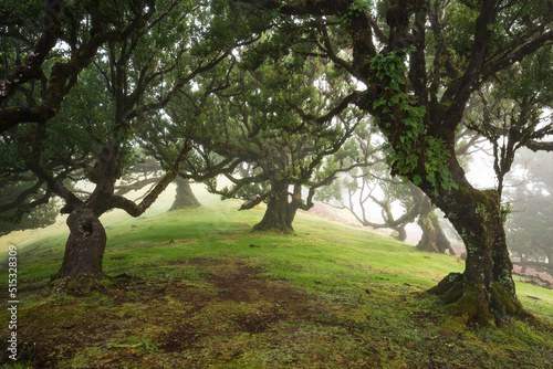 The magical fairy forest of Fanal, Madeira on a misty day, a tranquil landscape with beautiful ancient laurel trees, Laurissilva Nature Reserve, Madeira photo