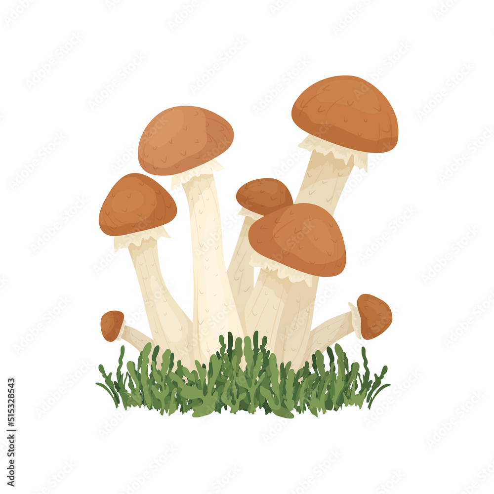 Vector Honey Agaric Mushroom Isolated on White. Hand Drawn Cartoon