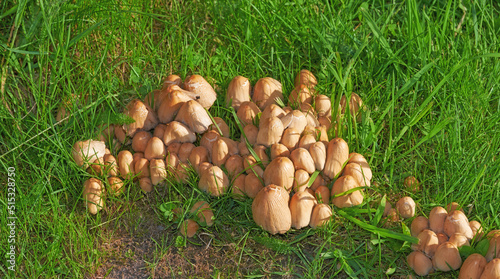 A brown textured ink cap mushroom scattered on the grass. A bunch of sprouts surrounded by big bush lawn in the field in a backyard on a sunny day. The wild mushrooms are growing in the field