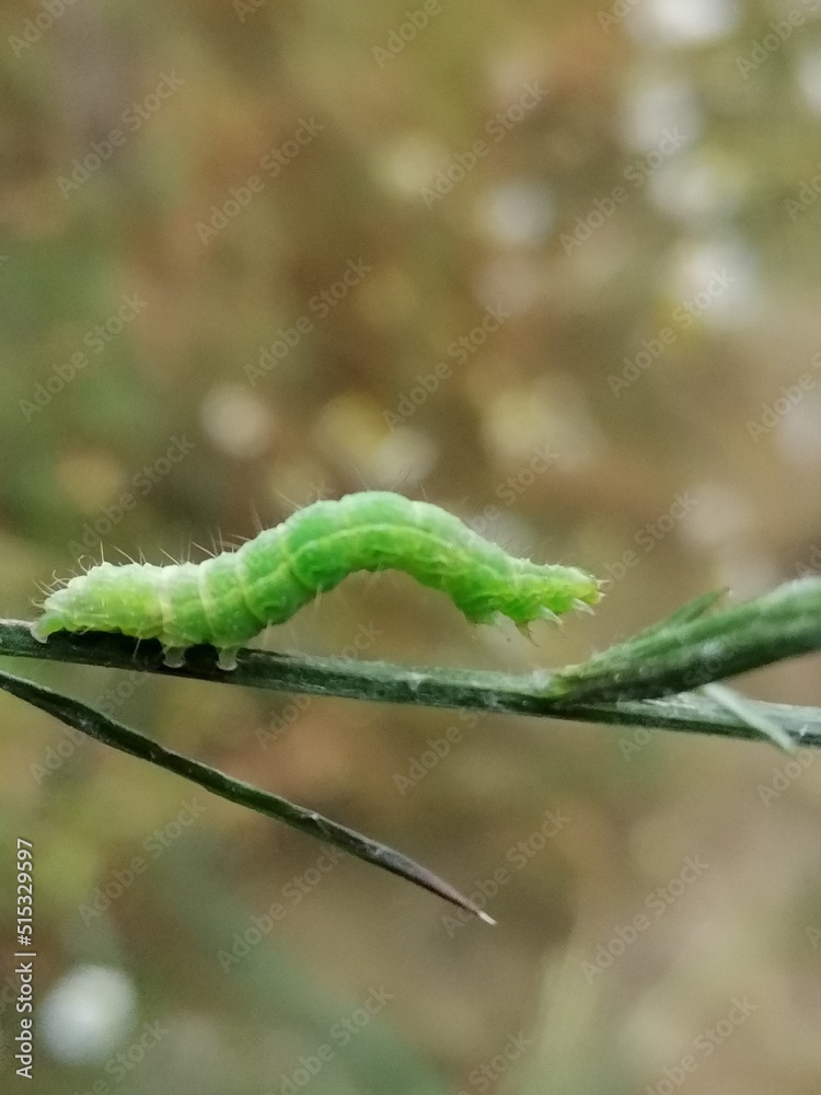 Naklejka premium green caterpillar on a leaf