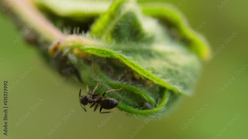 Ant and aphids on a branch in the garden, close-up. An ant extracting honeydew from aphids Ant and aphids on a branch in the garden, close-up. An ant extracting honeydew from aphids
