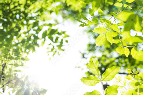 Upward glance to sun rays shines through forest trees. Scattered sunlight that filters through green elm leaves. Sunny summer nature background with sunshine radiant bokeh. Japanese Komorebi concept photo
