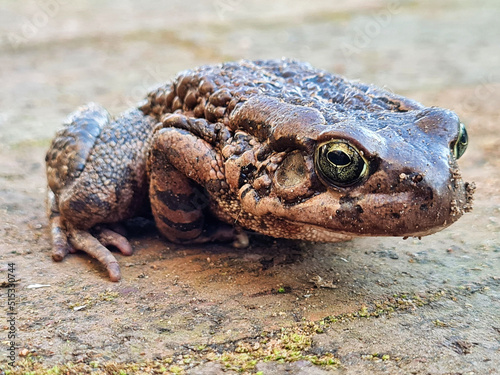 Raucous Toad (Sclerophrys capensis)